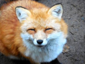 成人式で使ったフォックスのショール。その後の使い道は？