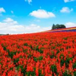 着物買取が札幌で高いのはどこ？持ち込み可能なお店はある？